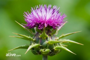 Top 5 Cleansing Herbs